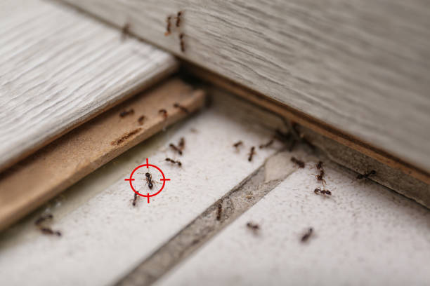 Best Residential Pest Control  in Bronte, TX